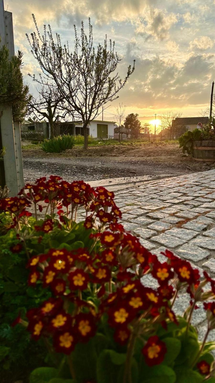 Pegarinhos Casa Da Oliveira 아파트 외부 사진